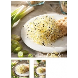 nasiona na kiełki Szczypiorek czosnkowy swikx105