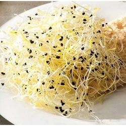 nasiona na kiełki Szczypiorek czosnkowy swikx105