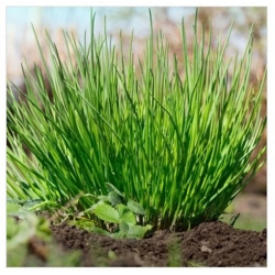 nasiona szczypiorek medium leaf Bio swikx101