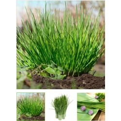 nasiona szczypiorek medium leaf Bio swikx101