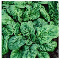 nasiona Szpinak America Bio swikx106