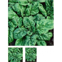 nasiona Szpinak America Bio swikx106