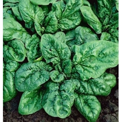 nasiona Szpinak America Bio swikx106