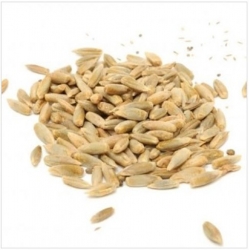 nasiona na kiełki Żyto bio swikx87