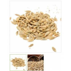 nasiona na kiełki Żyto bio swikx87