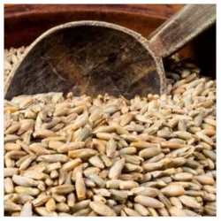 nasiona na kiełki Żyto bio swikx87