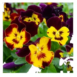 nasiona Bratek brązowy z plamką swikx110