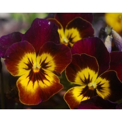 nasiona Bratek brązowy z plamką swikx110