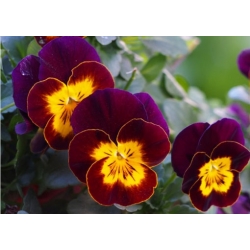 nasiona Bratek brązowy z plamką swikx110