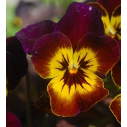 nasiona Bratek brązowy z plamką swikx110