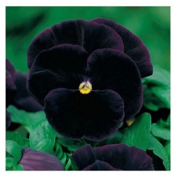 nasiona Bratek czarny Black King swikx121