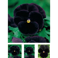 nasiona Bratek czarny Black King swikx121