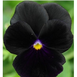 nasiona Bratek czarny Black King swikx121