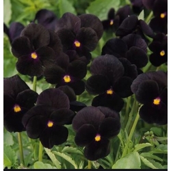 nasiona Bratek czarny Black King swikx121