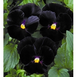 nasiona Bratek czarny Black King swikx121