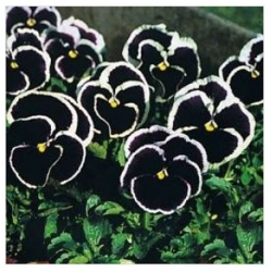 nasiona Bratek fiolet z obwódką Gemmi swikx128