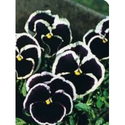 nasiona Bratek fiolet z obwódką Gemmi swikx128