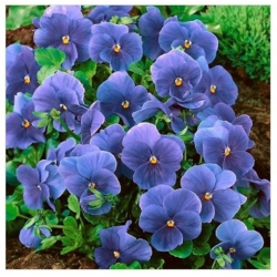 nasiona Bratek niebieski Celestial swikx127