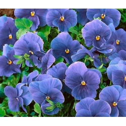 nasiona Bratek niebieski Celestial swikx127