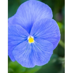 nasiona Bratek niebieski Celestial swikx127