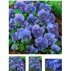 nasiona Bratek niebieski Celestial swikx127