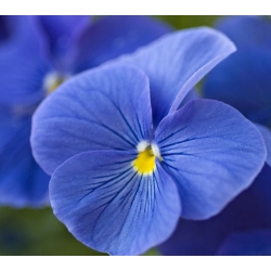 nasiona Bratek niebieski Celestial swikx127