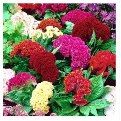 nasiona Celozja grzebieniasta grzebionatka swikx108