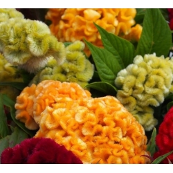 nasiona Celozja grzebieniasta grzebionatka swikx108