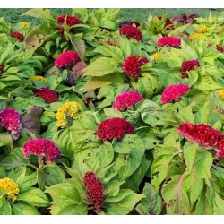 nasiona Celozja grzebieniasta grzebionatka swikx108