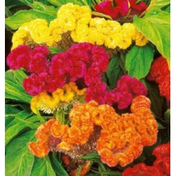 nasiona Celozja grzebieniasta grzebionatka swikx108