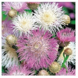 nasiona Chaber amerykański swikx174