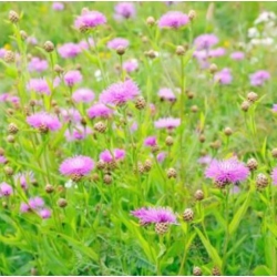 nasiona Chaber amerykański swikx174