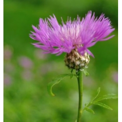 nasiona Chaber amerykański swikx174