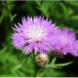 nasiona Chaber amerykański swikx174