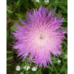 nasiona Chaber amerykański swikx174