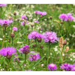 nasiona Chaber amerykański swikx174