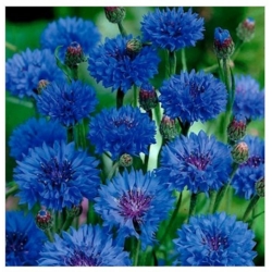 nasiona Chaber bławatek niebieski swikx114