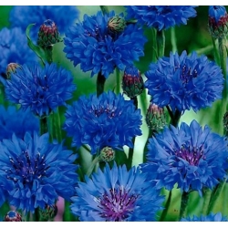 nasiona Chaber bławatek niebieski swikx114