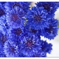 nasiona Chaber bławatek niebieski swikx114