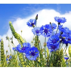 nasiona Chaber bławatek niebieski swikx114