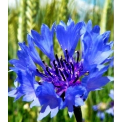 nasiona Chaber bławatek niebieski swikx114