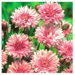 nasiona Chaber Classic Romantic swikx175