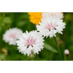 nasiona Chaber Classic Romantic swikx175