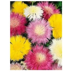 nasiona Chaber piżmowy mix swikx173