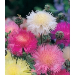 nasiona Chaber piżmowy mix swikx173