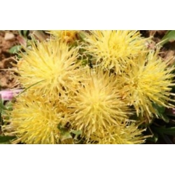 nasiona Chaber piżmowy mix swikx173