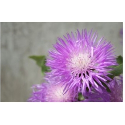 nasiona Chaber piżmowy mix swikx173