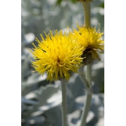 nasiona Chaber piżmowy mix swikx173