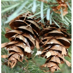 nasiona Daglezja glauca jedlica swikx68