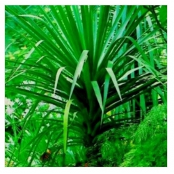 nasiona Dracena smocza swikx260